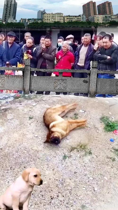 抓赌狗吃瓜群众怎么说,吃瓜群众热议“狗咬狗”一幕