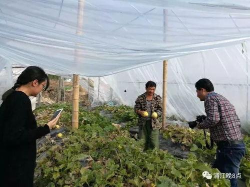 吃瓜群众珲春,吃瓜群众眼中的魅力之城