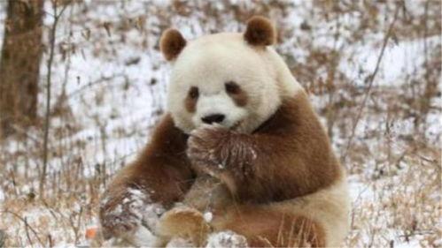 大熊猫七仔吃瓜群众,七仔大熊猫的夏日瓜果时光