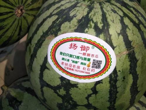 吃瓜群众主题壁纸,吃瓜群众主题壁纸背后的趣味世界