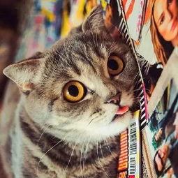 猫警长吃瓜群众视频,揭秘网络热点的幕后故事