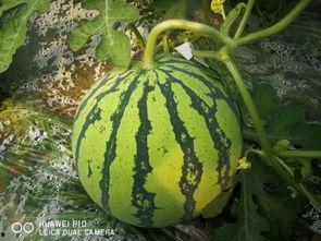 吃瓜群众种大瓜图片大全,趣味盎然的图片大全